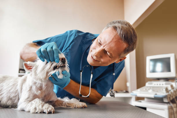 Best Holiday Emergency Dentist in Vega, TX